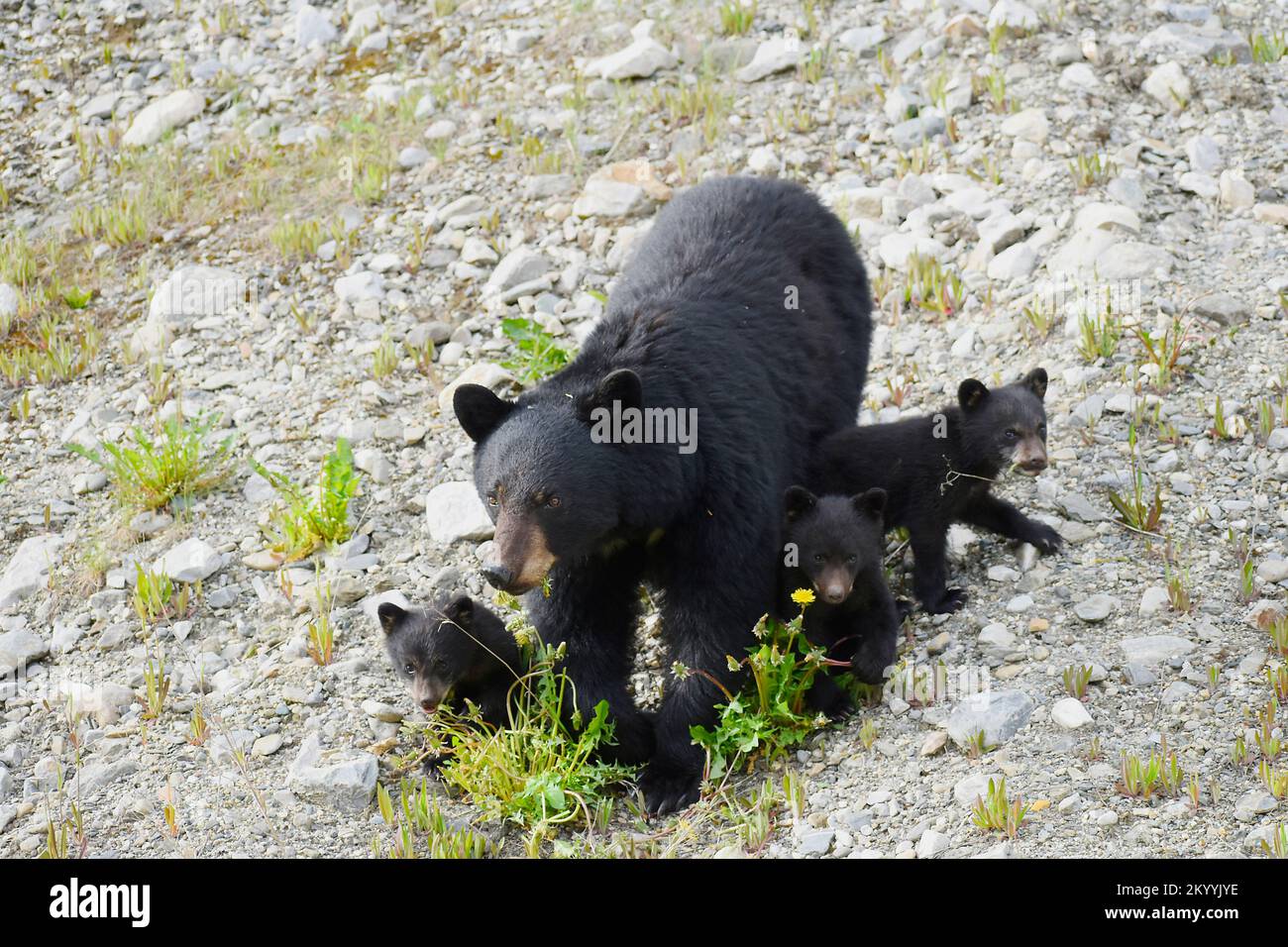 Madre dell'orso nero con tre cubs Foto Stock