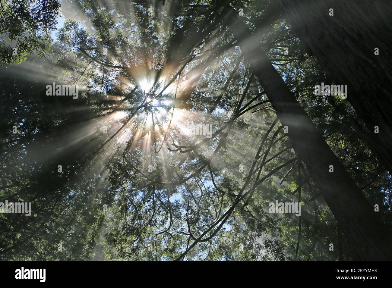 Luce del sole nella foresta - Redwood National Park, California Foto Stock