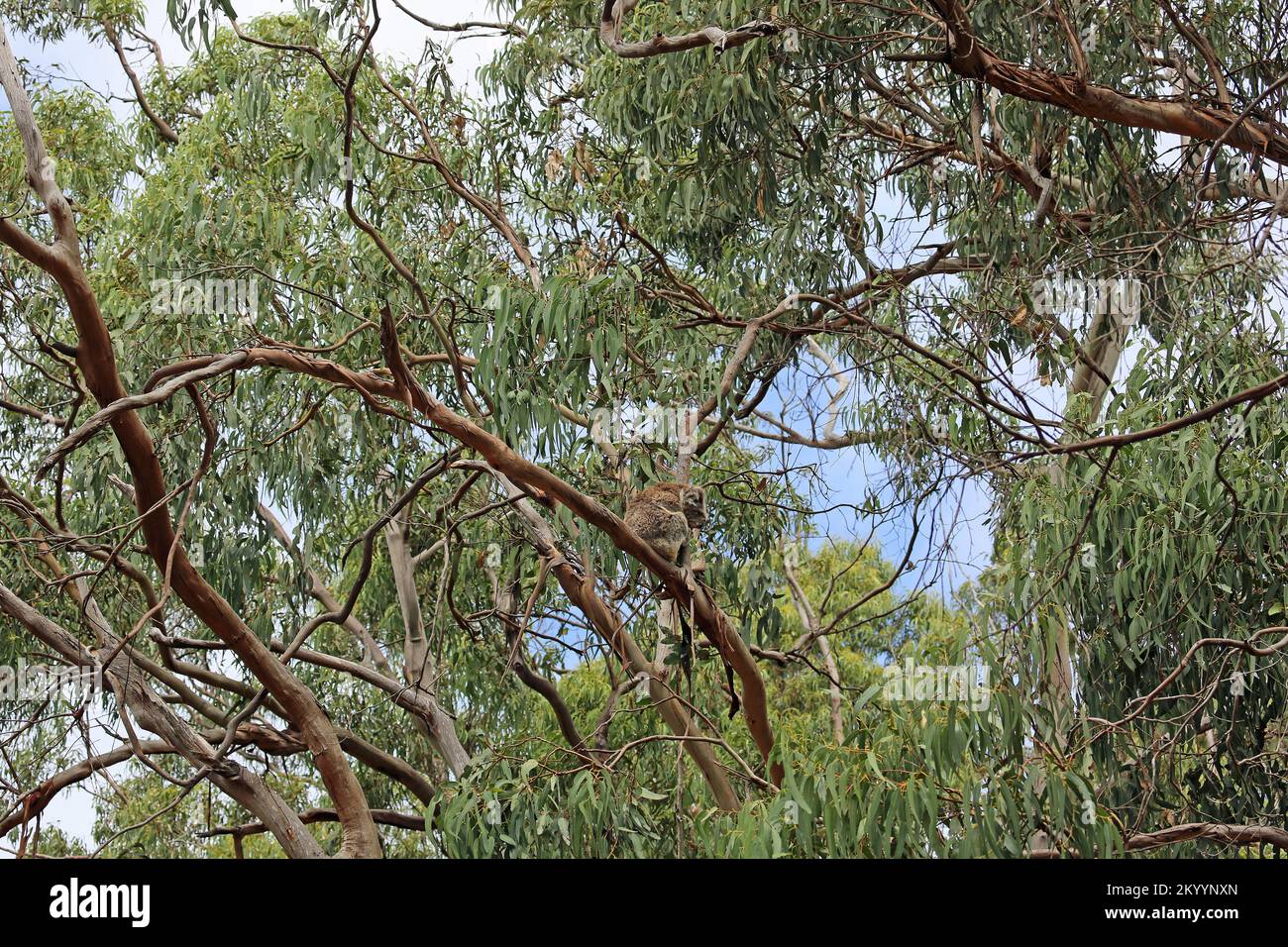 Koala selvatico nella foresta di eucalipti - Australia Foto Stock