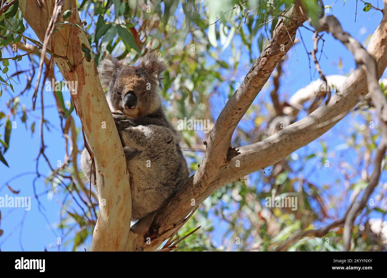 Giovane Koala - Australia Foto Stock