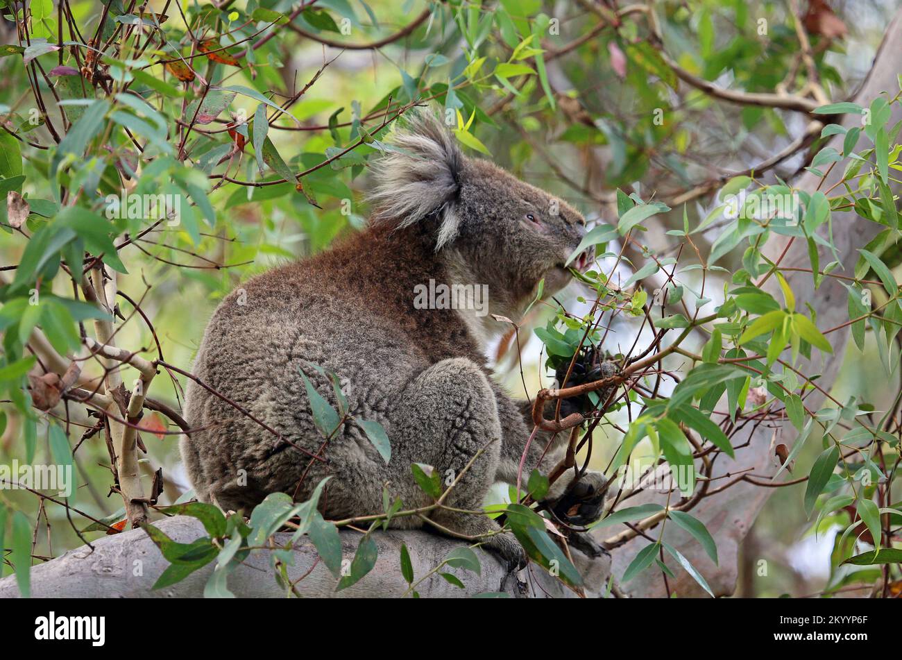 Koala mangiare da vicino - Australia Foto Stock