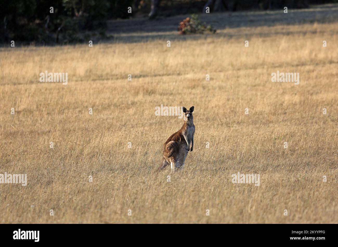 Canguro femminile che mi guarda - Australia Foto Stock