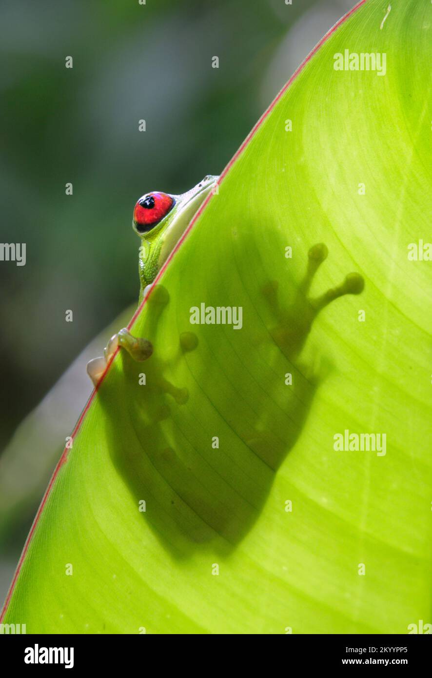 Rana dagli occhi rossi (Agalychnis callidryas) sul lato opposto della foglia di heliconia, penisola di Osa, Puntarenas, Costa Rica. Foto Stock