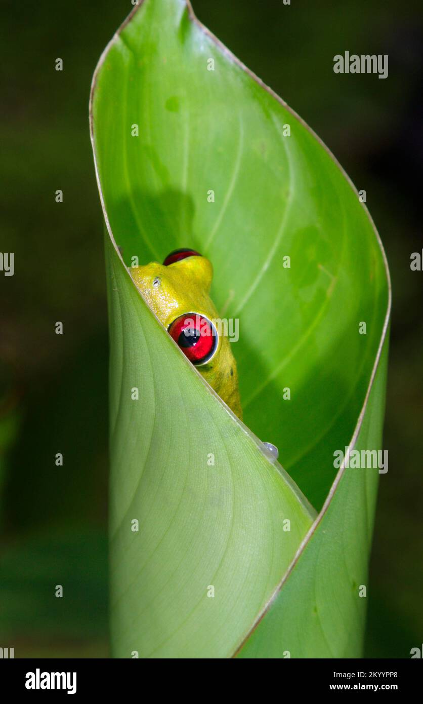 Rana dagli occhi rossi (Agalychnis callidryas) che si nasconde nella foglia di heliconia, penisola di Osa, Costa Rica. Foto Stock