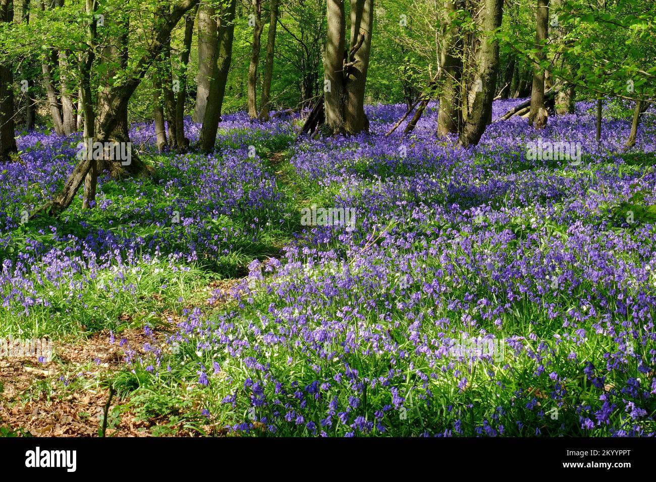 Percorso che si snoda attraverso un tappeto di bluebells in legno vicino Staplehurst, Kent, Inghilterra Foto Stock