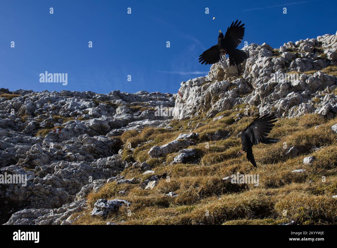 I bastoni alpini cercano di prendere una pace di pane al volo Foto Stock