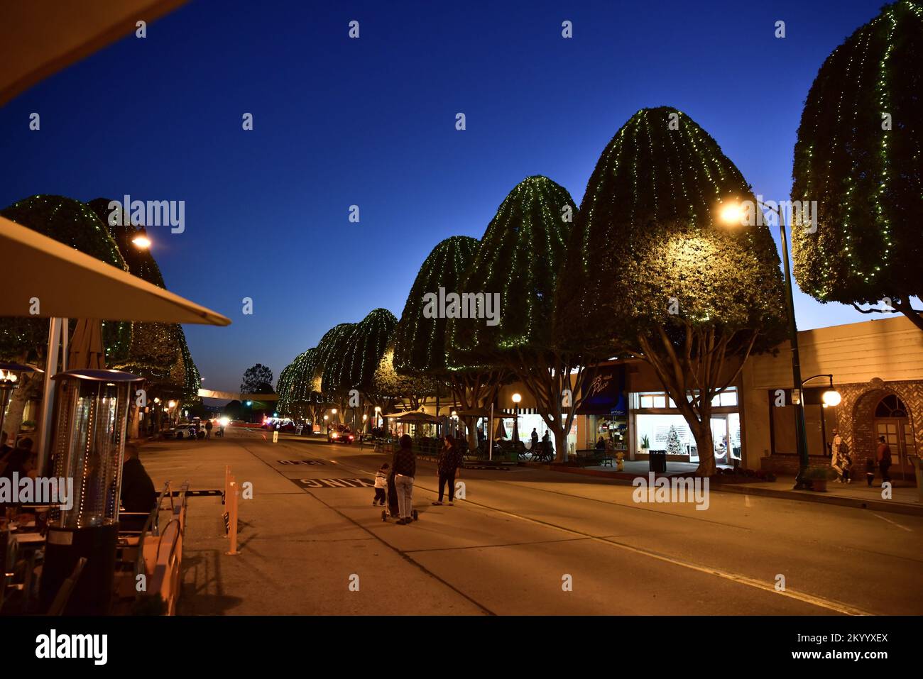 File di alti alberi di ficus che fiancheggiano una strada del centro città con luci di Natale, illuminando la città di notte Foto Stock