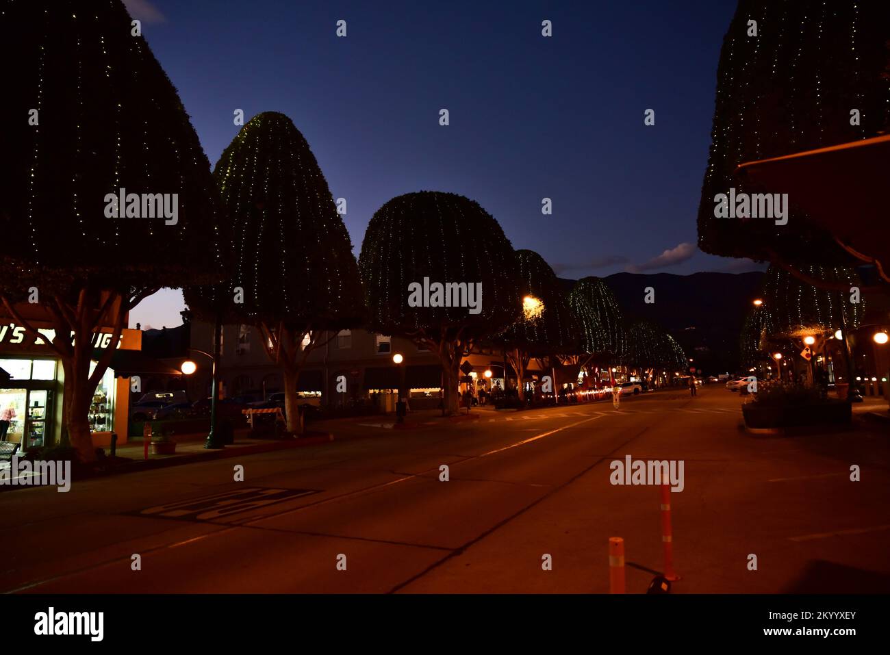 File di alti alberi di ficus che fiancheggiano una strada del centro città con luci di Natale, illuminando la città di notte Foto Stock