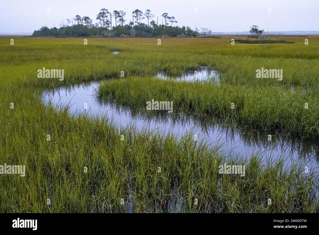 Isola paludosa costiera e serpente via d'acqua attraverso il cordgrass lungo la passeggiata sul fiume Tolomato a Palencia in St Augustine, Florida. (USA) Foto Stock