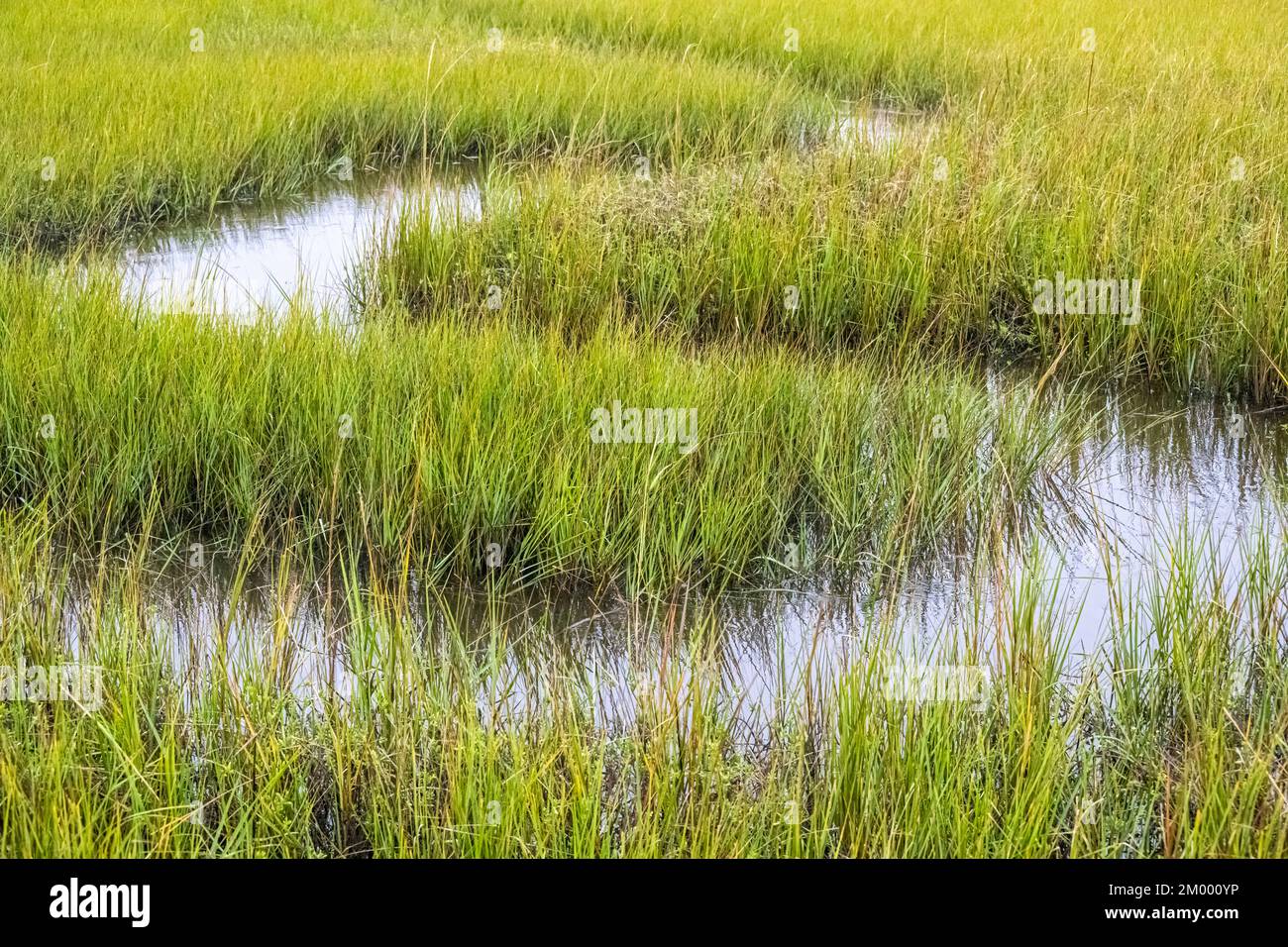 Snaking via navigabile attraverso paludi di sale cordgrass lungo il Tolomato River Boardwalk a Palencia in St Augustine, Florida. (USA) Foto Stock