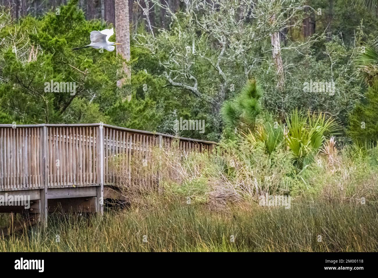 Grande grata (Ardea alba) che sorvola il lungomare del Tolomato a Palencia in San Augustine, Florida. (USA) Foto Stock