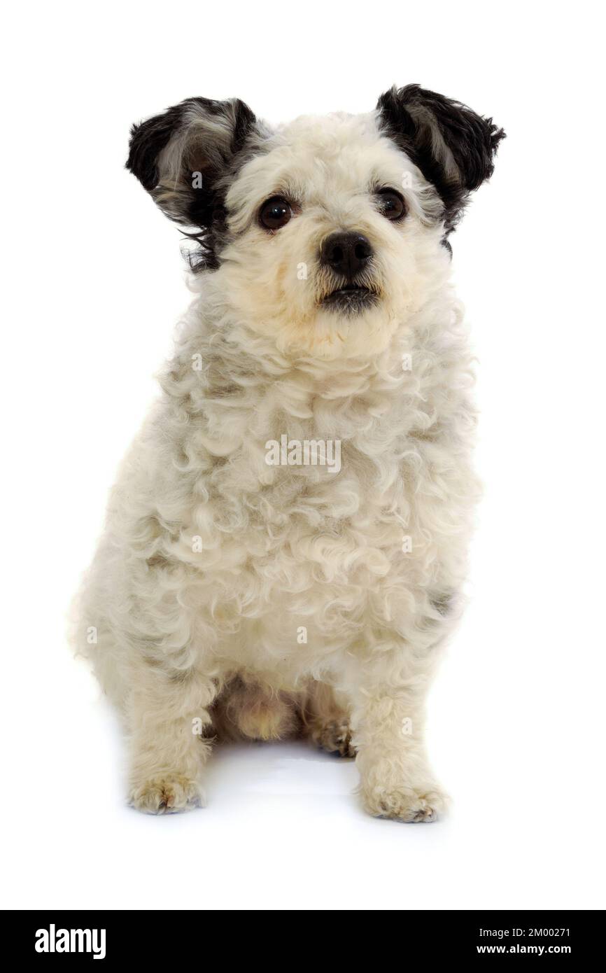 Piccolo Cane seduto su sfondo bianco Foto Stock