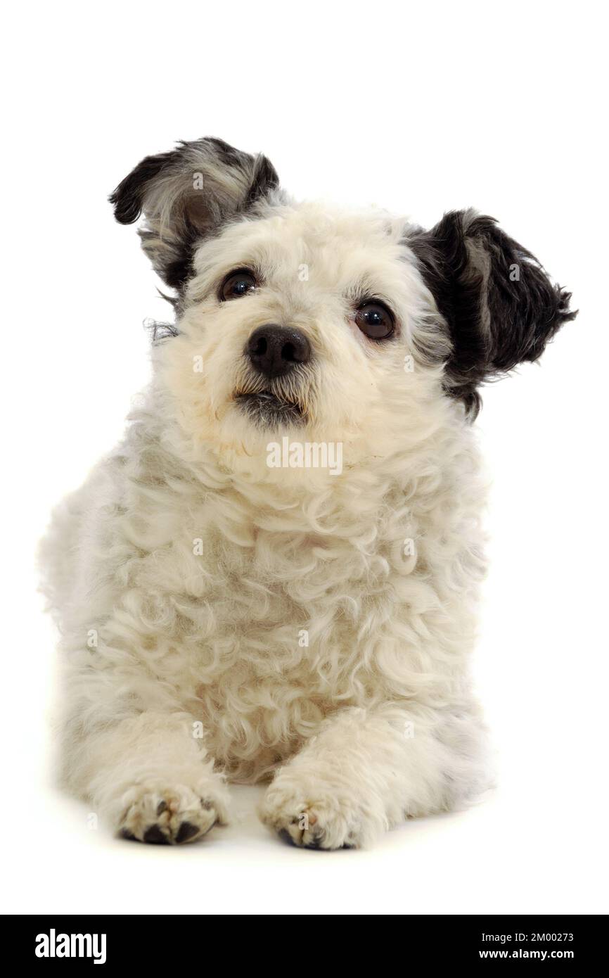 Un cane di piccola taglia in appoggio su sfondo bianco Foto Stock