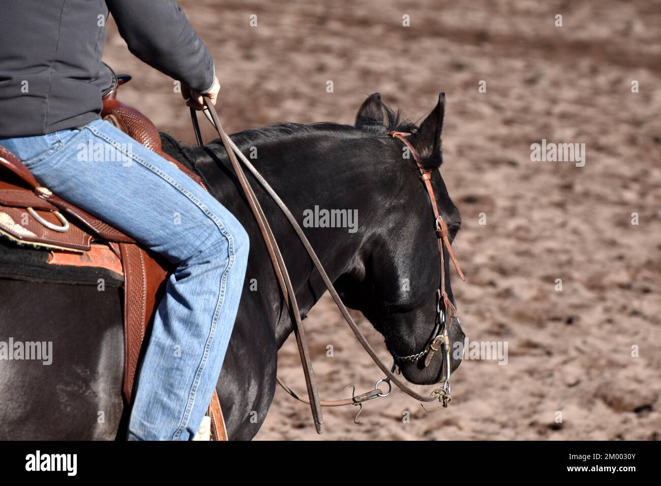 Testa e collo di uno stallone Black American Quarter Horse con briglia e punta durante l'allenamento, equitazione occidentale su un'arena di equitazione, Renania-Palatinato, Foto Stock