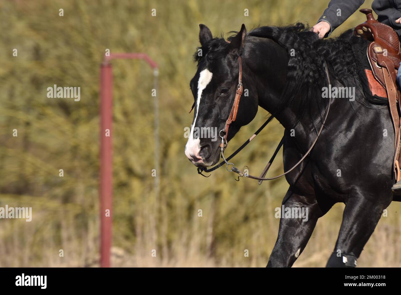 Testa e collo di uno stallone Black American Quarter Horse con briglia e punta durante l'allenamento, equitazione occidentale su un'arena di equitazione, Renania-Palatinato, Foto Stock