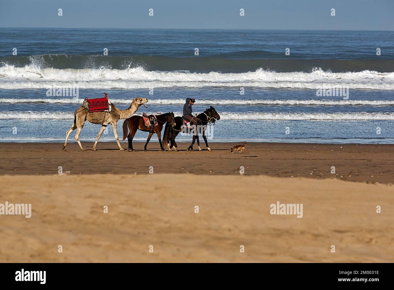 Due cavalieri locali con tre cavalli e un dromedario per i turisti sulla spiaggia, spiaggia Tagharte, costa, Essaouira, Marocco, Africa Foto Stock