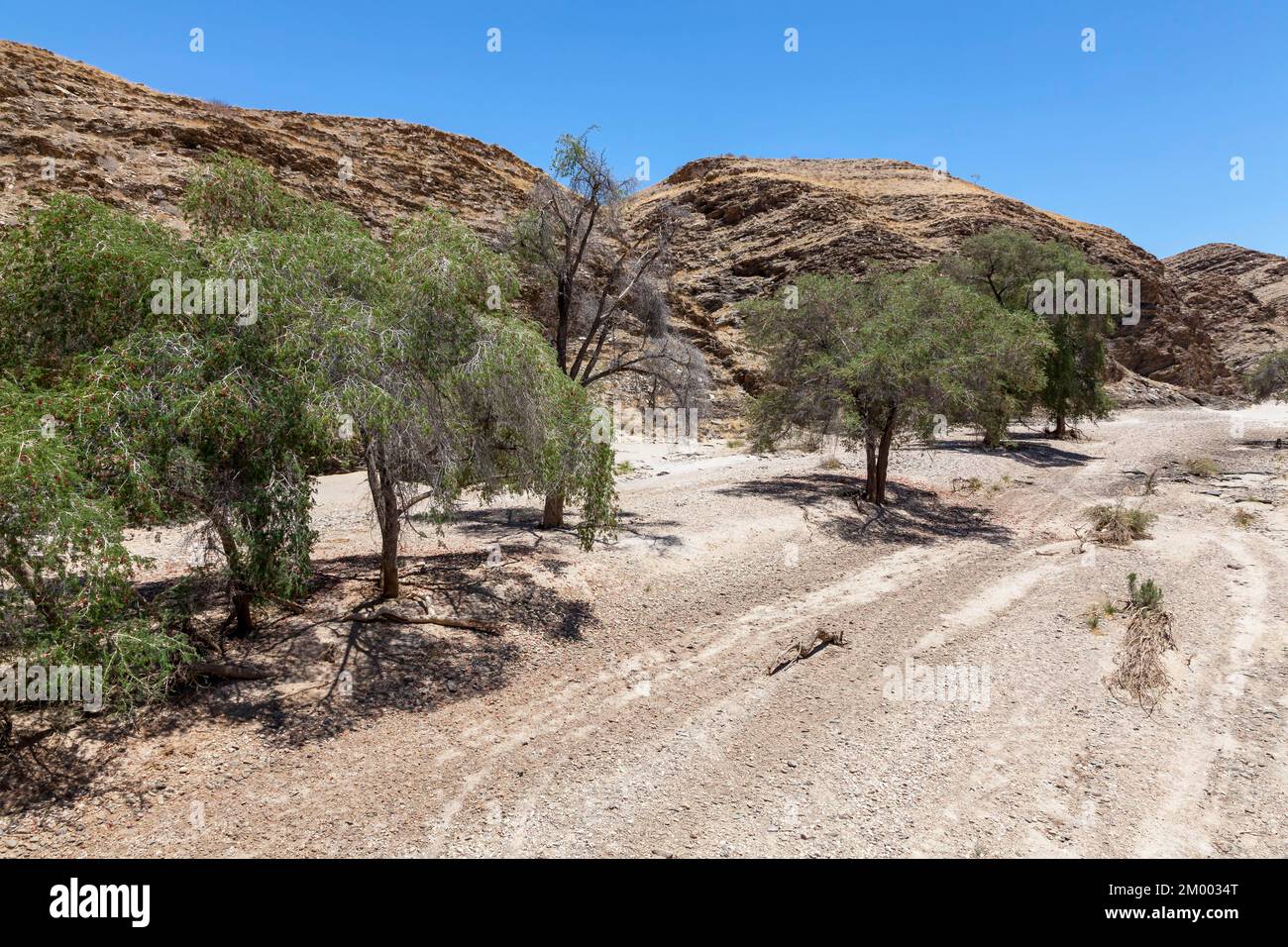 Gli alberi di Ana nell'arido fiume Kuiseb nelle montagne di Hakos, Namibia, Africa Foto Stock
