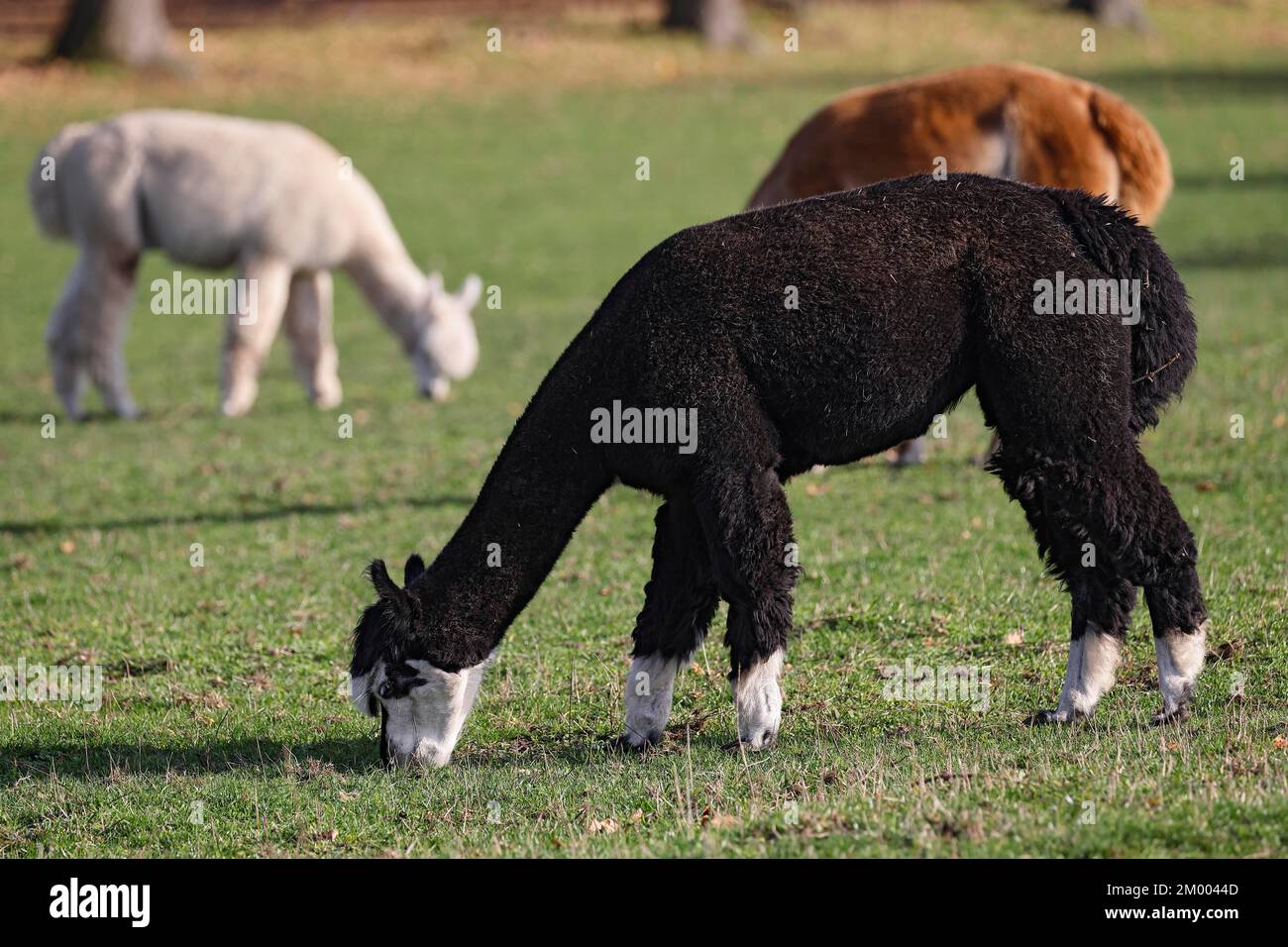 Alpaca al pascolo (Vicugna pacos), Germania, Europa Foto Stock