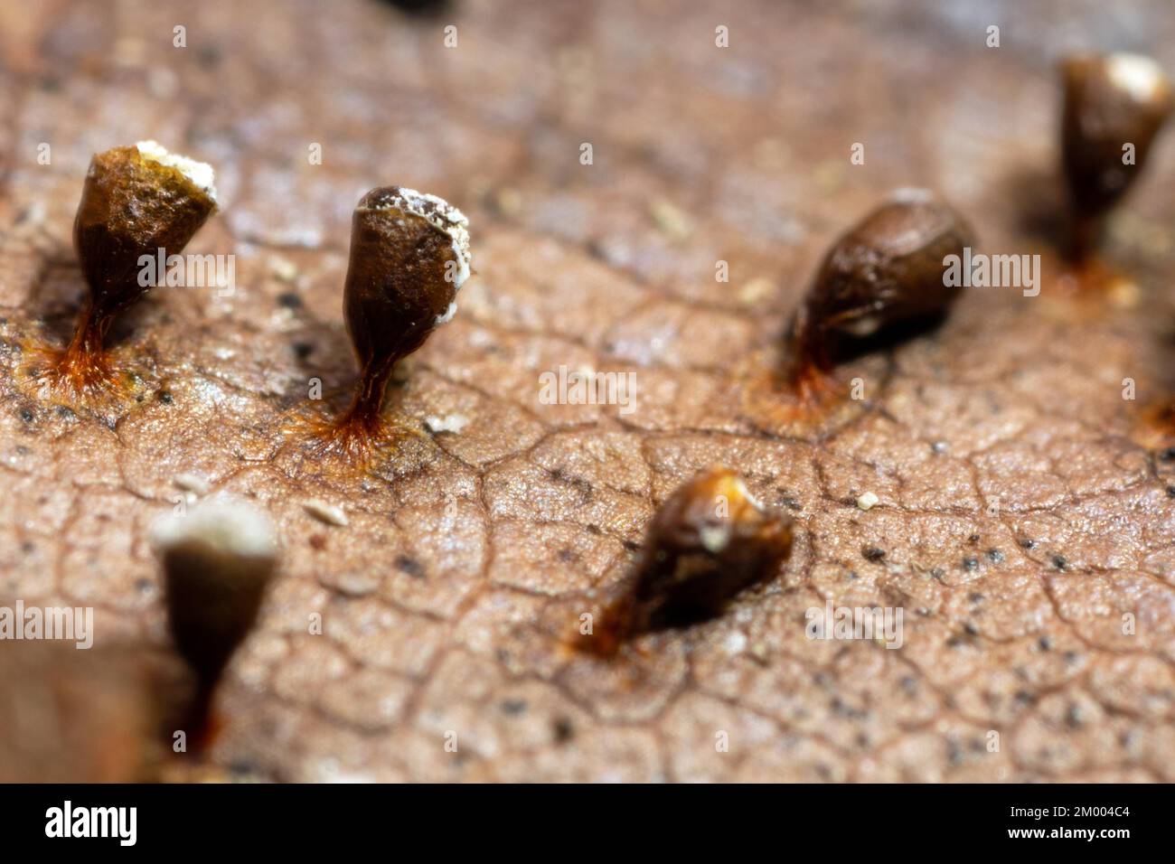 Craterium minutum diversi corpi fruttati a stelo marrone su foglia marrone Foto Stock