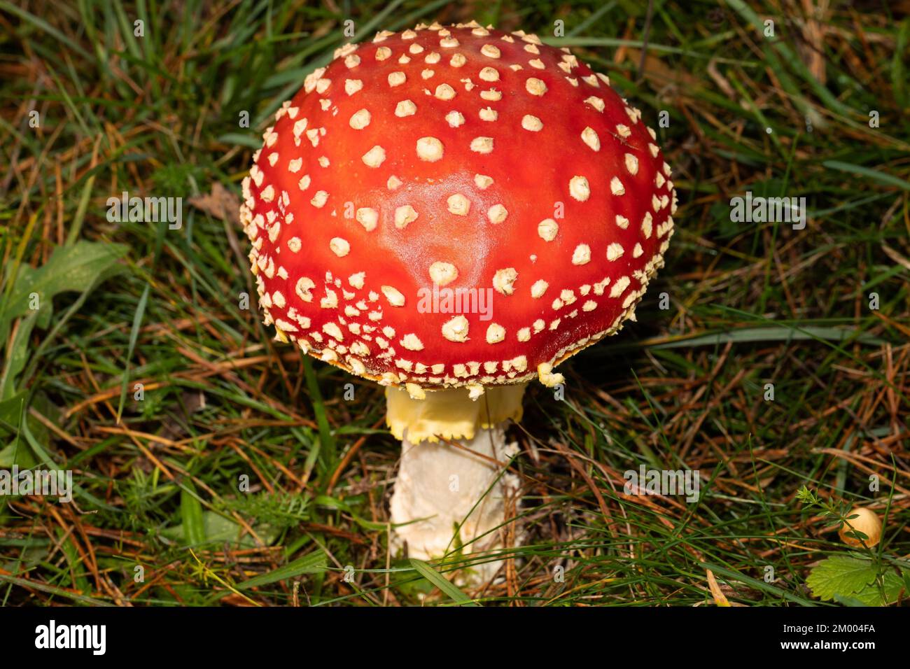 Corpo agarico a mosca con gambo bianco e cappuccio rosso con fiocchi bianchi in lettiera ad ago Foto Stock
