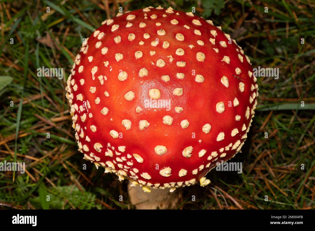 Corpo fruttifero di Toadstool con cappuccio rosso con fiocchi bianchi nella lettiera ad ago Foto Stock