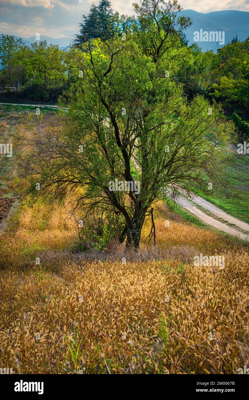 Mandorla isolata in un campo di grano in campagna. Abruzzo, Italia, Europa Foto Stock