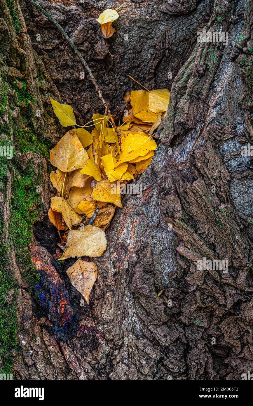 Foglie gialle cadute nella cavità di un tronco bagnato dalla pioggia autunnale. Abruzzo, Italia Foto Stock