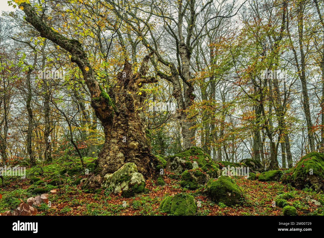 Antico acero rosso, nella riserva naturale del Bosco di Sant'Antonio, circondato da giovani faggi. Pietre con muschio e foglie autunnali. Abruzzo, Italia, Foto Stock