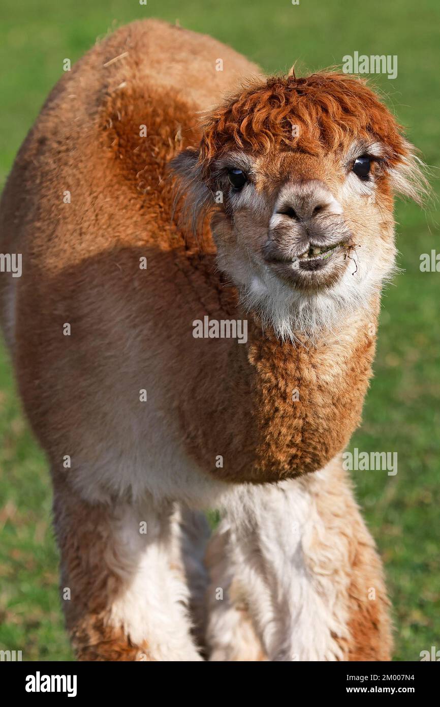Alpaca (Vicugna pacos), Germania, Europa Foto Stock