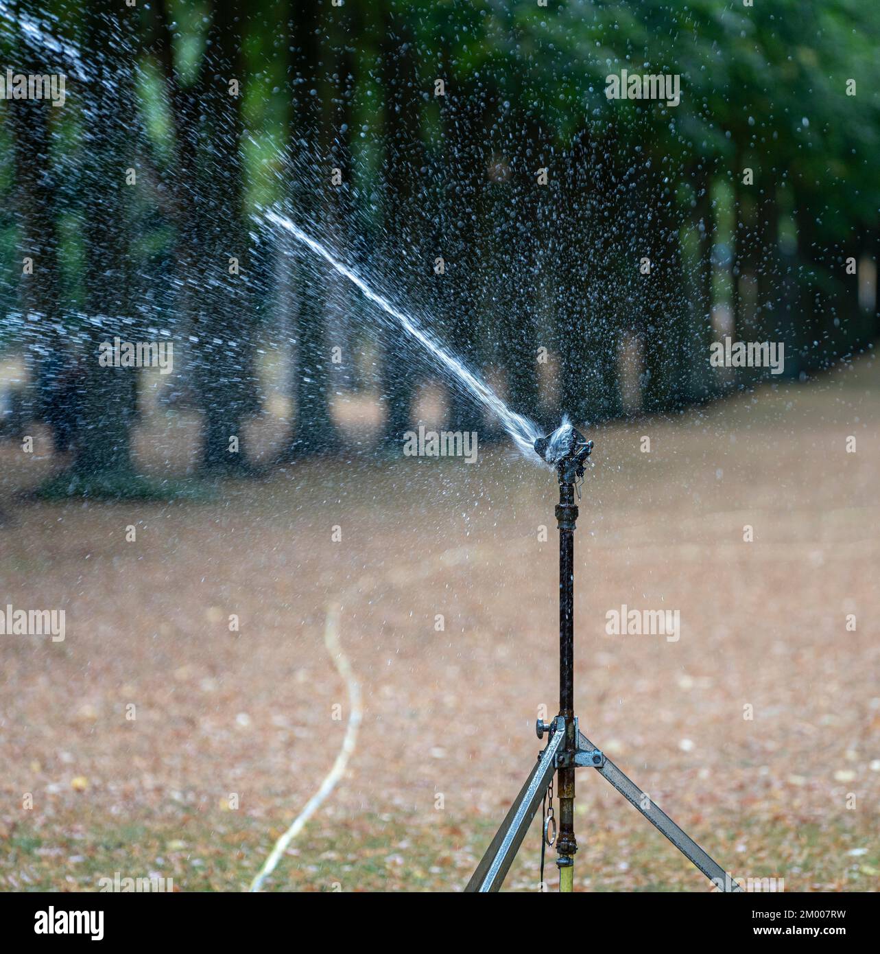 Irrigatore per prato irrigua prato in parco, Potsdam, Brandeburgo, Germania, Europa Foto Stock