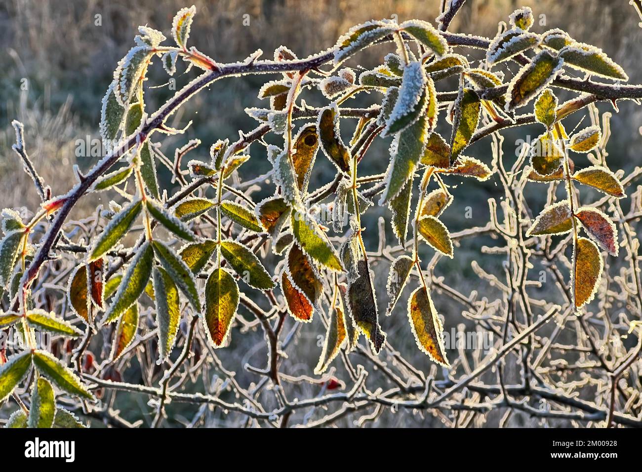 Atmosfera invernale con brina, gelo, retroilluminazione, alba d'inverno, foglie colorate, Foglie autunnali, Sassonia-Anhalt, Germania, Europa Foto Stock