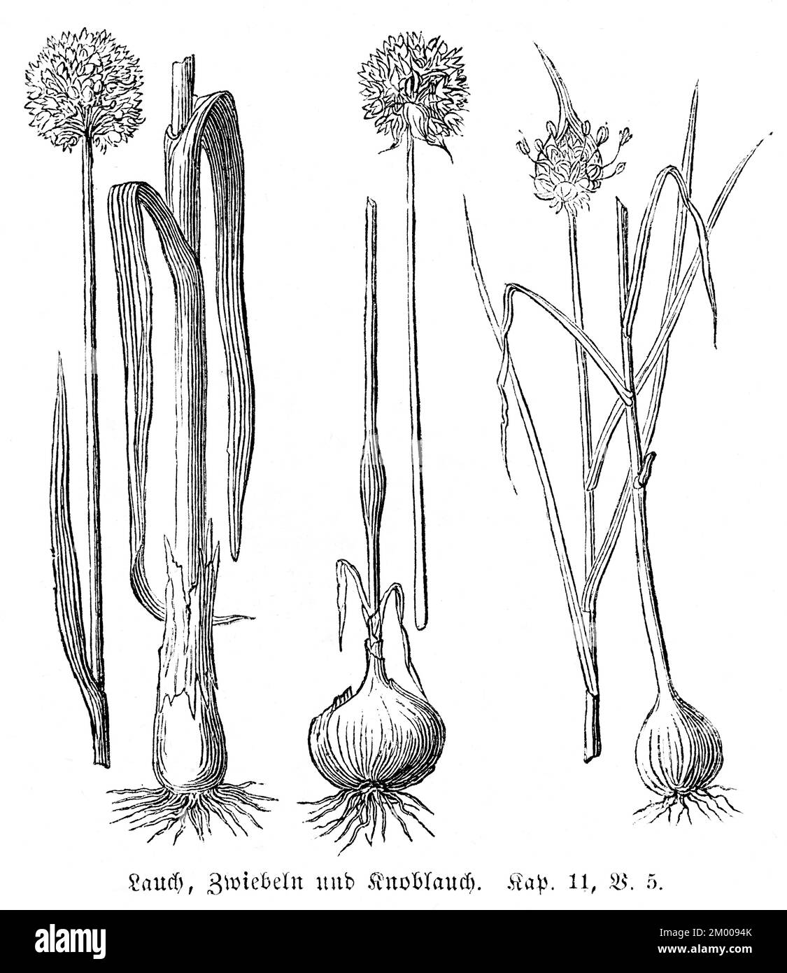 Porri (porrum alium), cipolle (CEPA alium) e aglio (alium sativum), Egitto, cibo, condimento, nutrimento, Libero, porro, Antico Testamento, Genesi, quarto Foto Stock