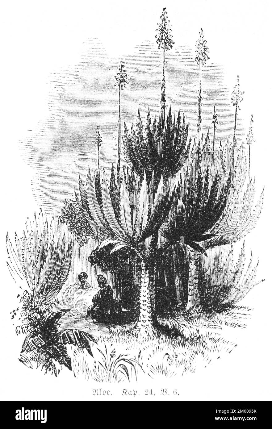 Aloe (aloe soccotrima), persone, giardino, acqua, Dio, Flora, fiori, Bibbia, Antico Testamento, Libro 4 di Mosè, Capitolo 24, versetto 6, illustrazione storica Foto Stock
