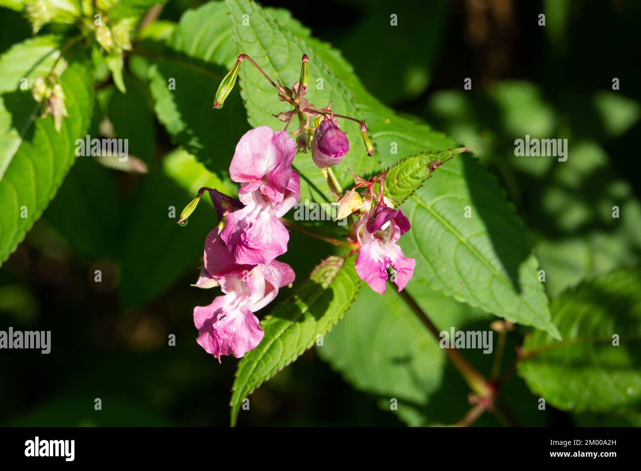 Fiori e foglie di balsamo himalayano (Impatiens glandulifera) isolato su un fondo naturale verde estivo boschivo Foto Stock