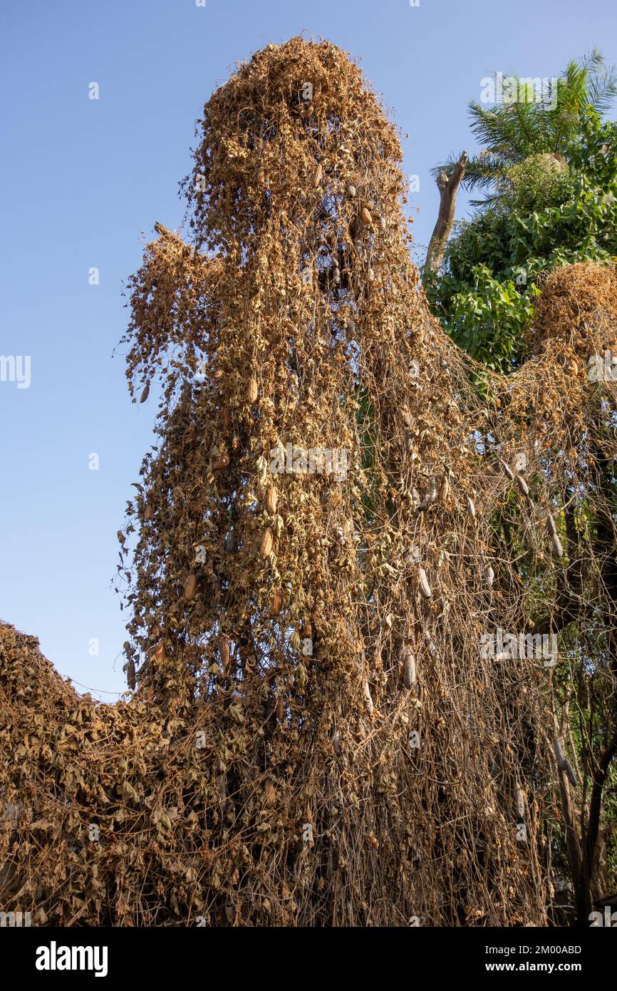 Enorme frutta secca di luffa o loofah (famiglia Cucurbitaceae) che cresce selvaggio in Africa occidentale Foto Stock