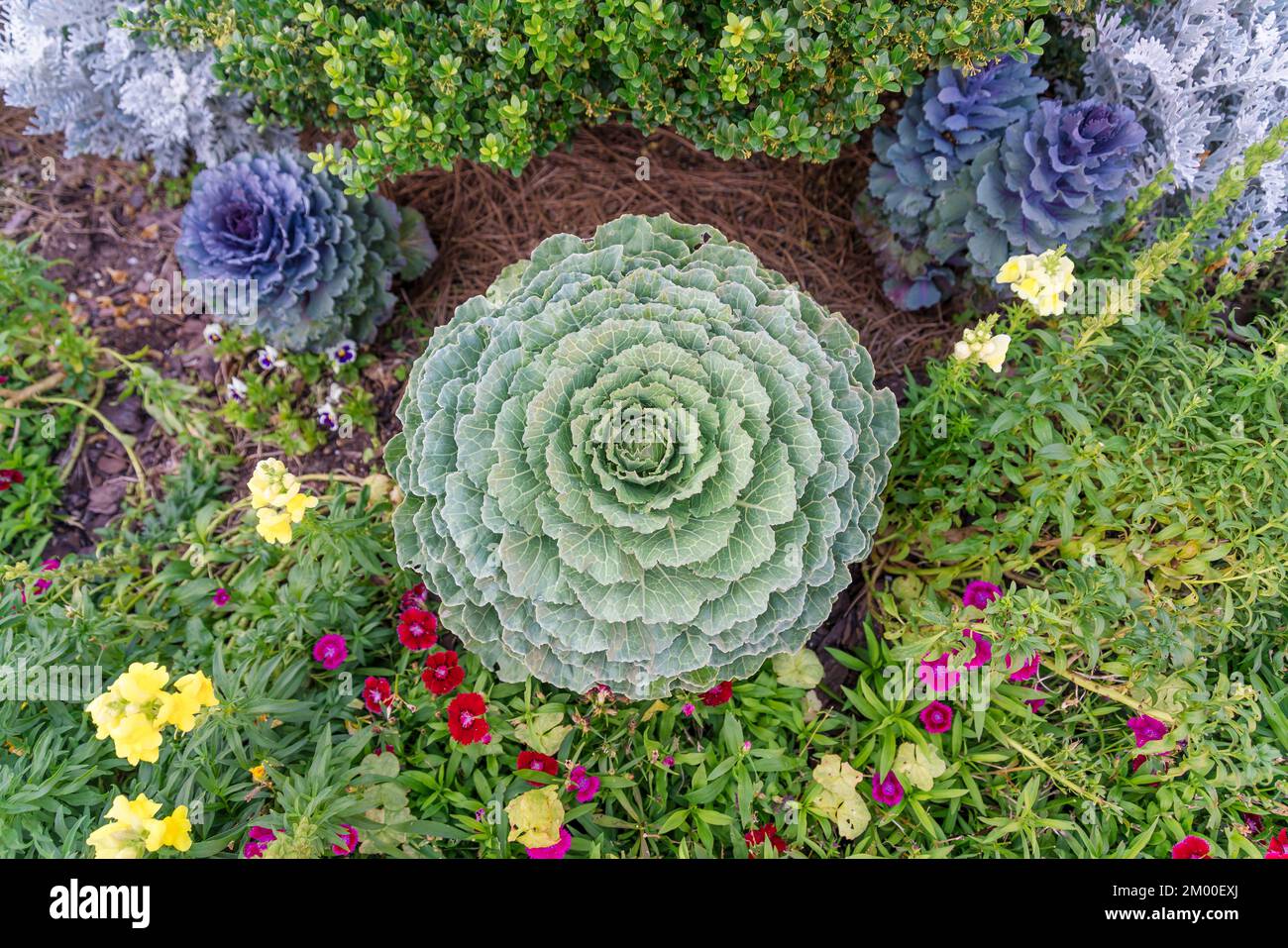Destin, Florida - Rosette piante decorative vista dall'alto. Piante decorative verdi e viola in mezzo ai cespugli sopra e piante fiorite belo Foto Stock