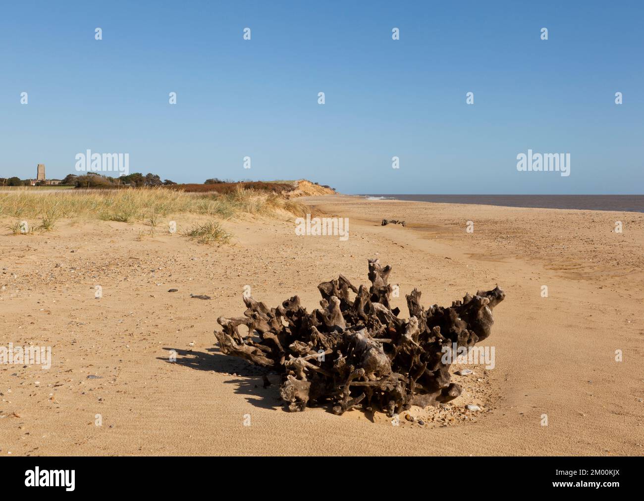 Gli alberi scheletrici si trovano sulla spiaggia di Covehithe, Suffolk UK Foto Stock