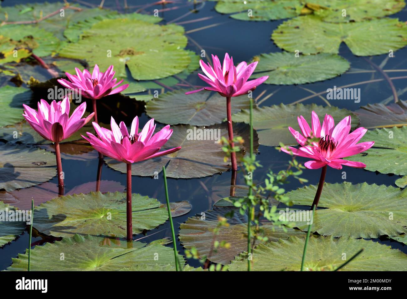 Cinque fiori di loto rosa in stagno, Nelumbo nucifera, loto sacro, loto di Laxmi, loto indiano, Chikhli, Navsari, Gujarat, India, Asia Foto Stock