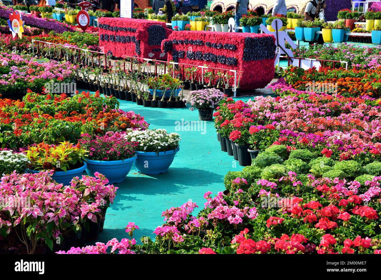 Mostra di fiori, Surat, Gujarat, India, Asia Foto Stock