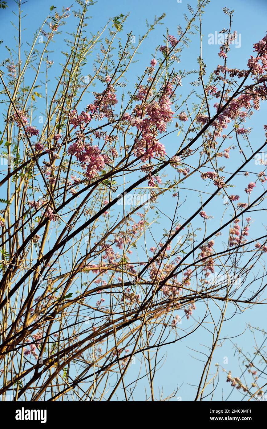 Potted Gliricidia tree, Gliricidia sepium, Valsad, Gujarat, India, Asia Foto Stock