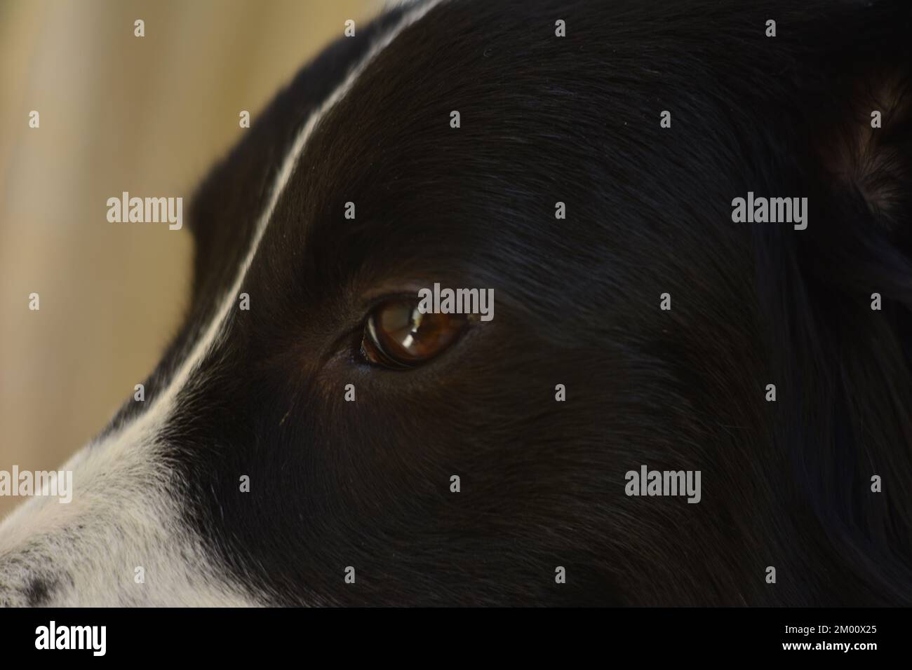 Occhi di un cane Collie bordo con strisce bianche e nere. Zoom foto stile Foto Stock