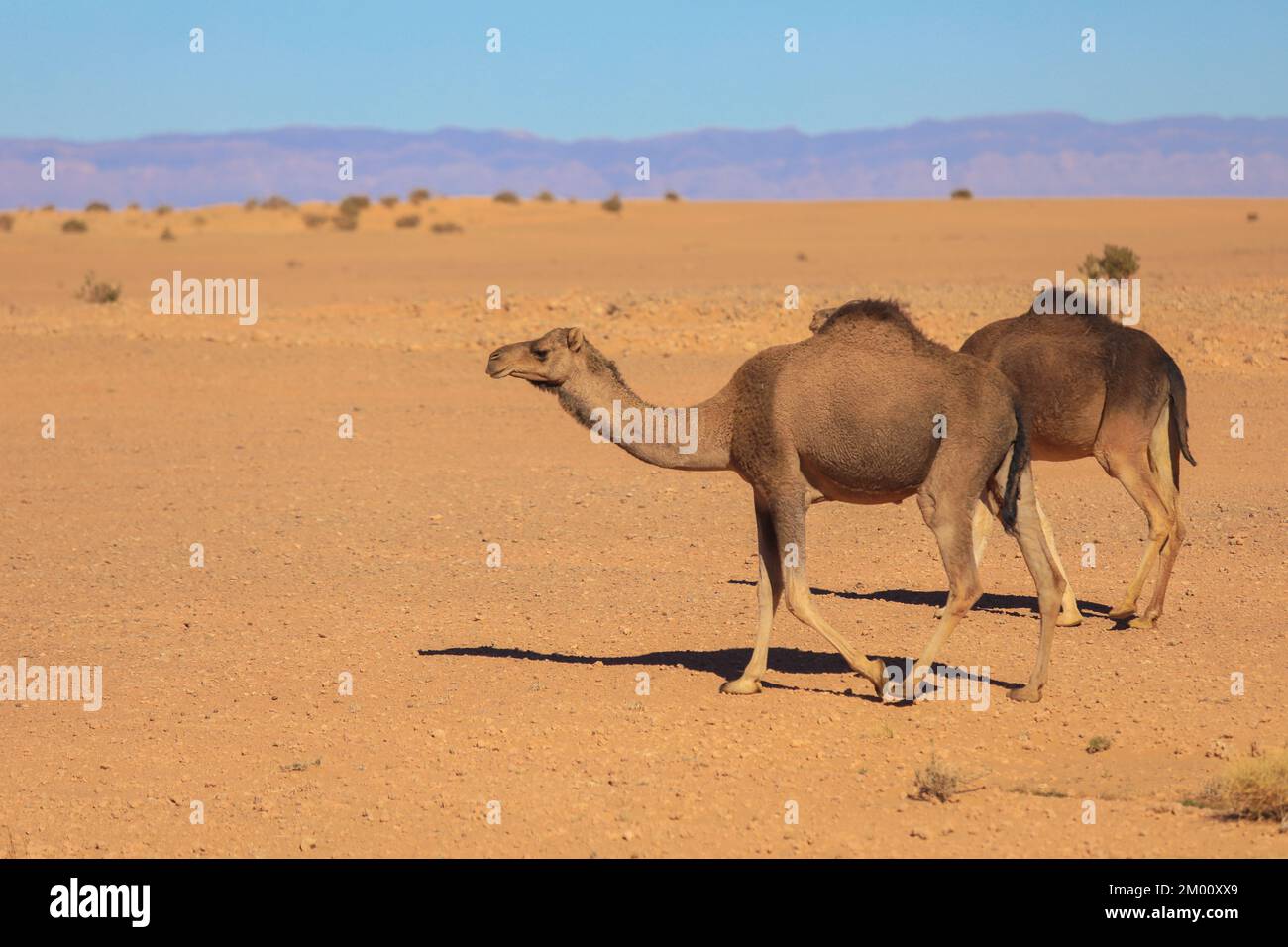 Cammelli selvatici tra le arance arance secche del deserto del Sahara, Algeria Foto Stock