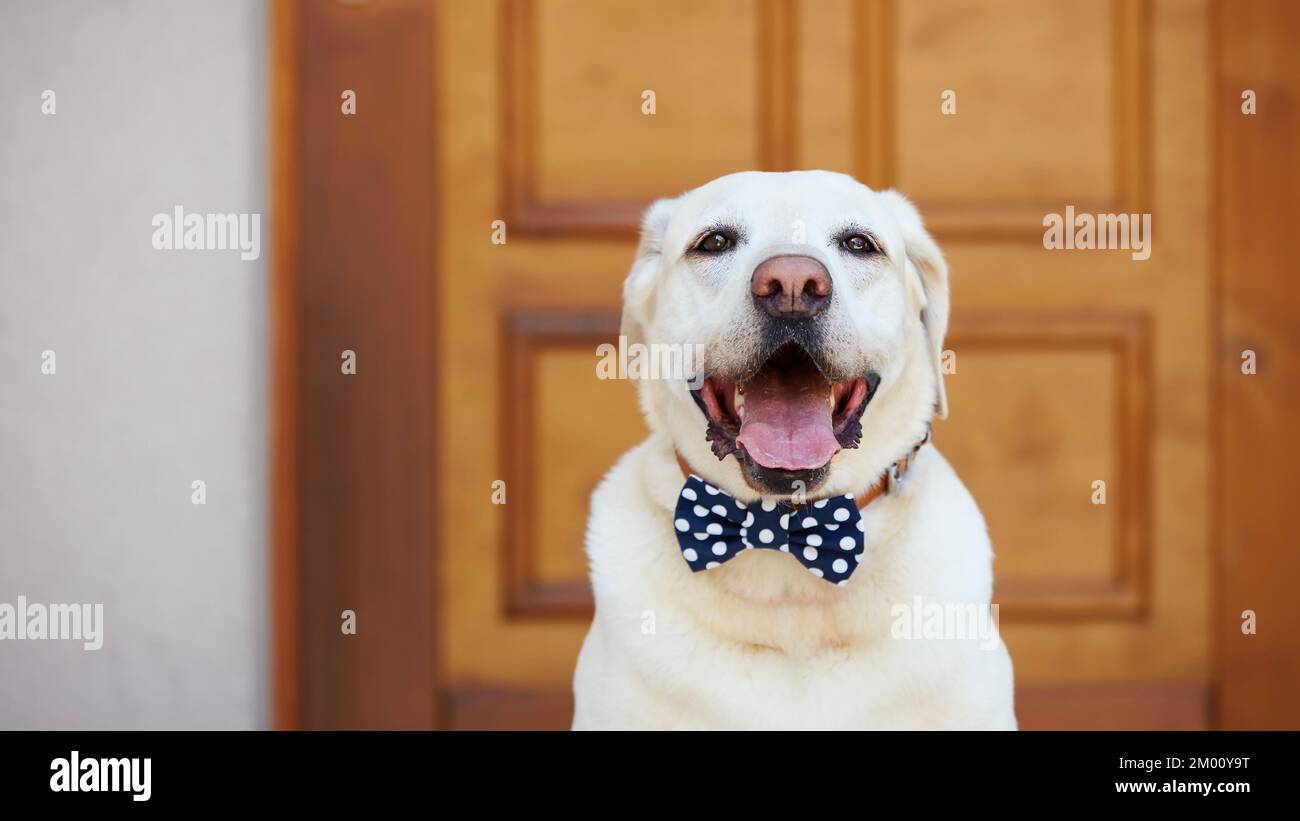 Felice cane in posa con cravatta ad arco. Ritratto di labrador Retriever contro porta di casa. Foto Stock