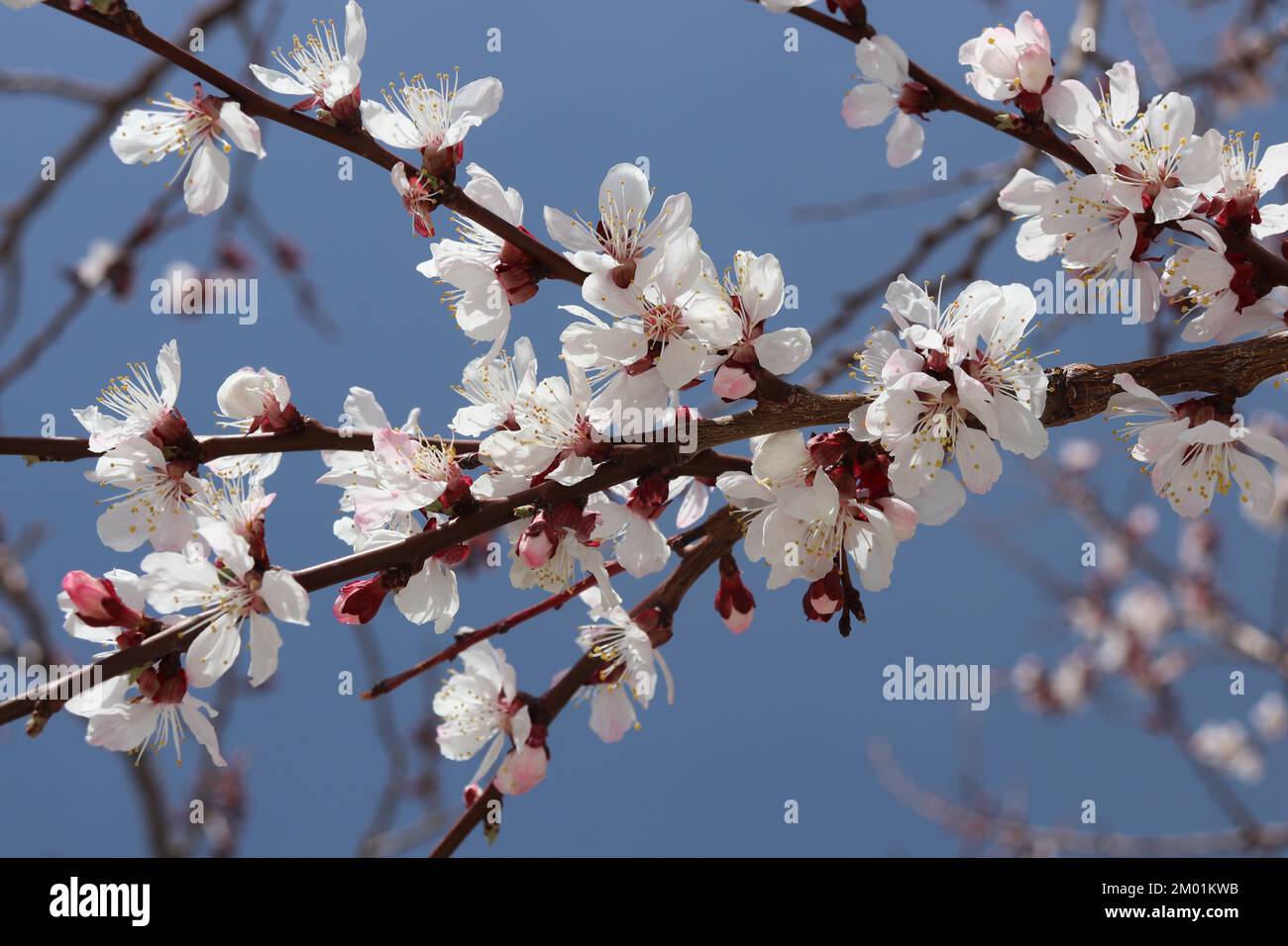 Fiori di albicocca con fuoco morbido. Fiori bianchi primaverili su un ramo di albero. Albicocca in fiore. Primavera, stagioni, fiori bianchi di albicocca. Foto Stock