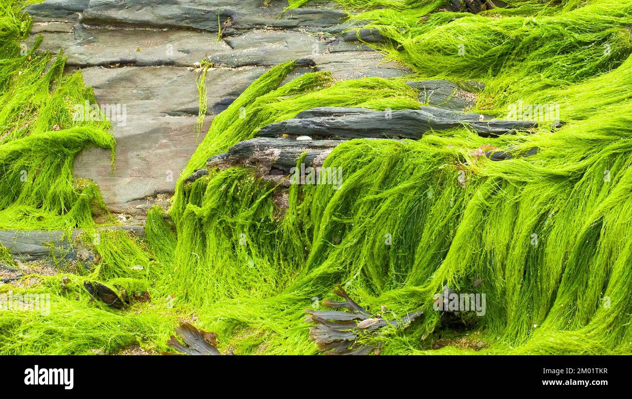 Alghe Enteromorfa cresce rapidamente nella tarda primavera e rende le rocce sotto il segno di alta marea piuttosto scivoloso nella vita marina piscina roccia, ad Aberporth Foto Stock