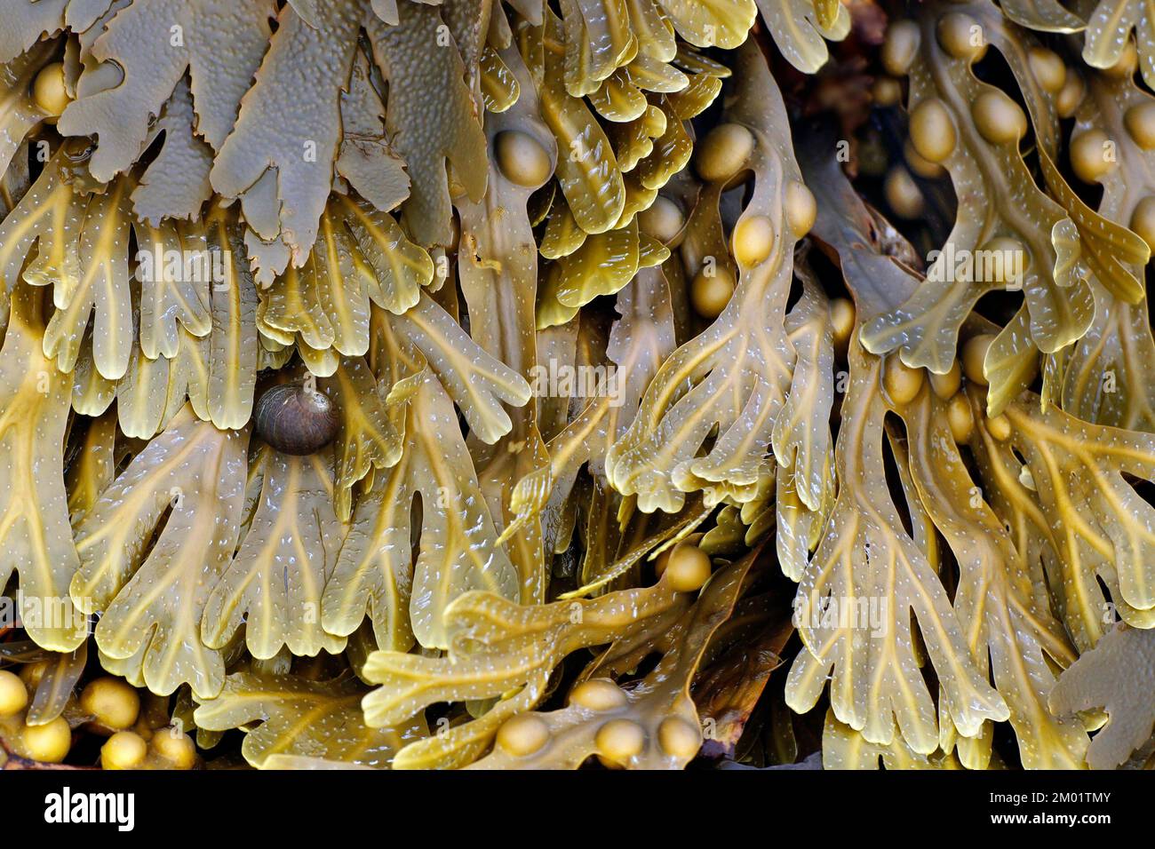 Fotografia a colori di alghe e creature marine che mostrano sotto la piscina rocciosa sulla costa del Galles settentrionale della penisola di Lleyn Foto Stock