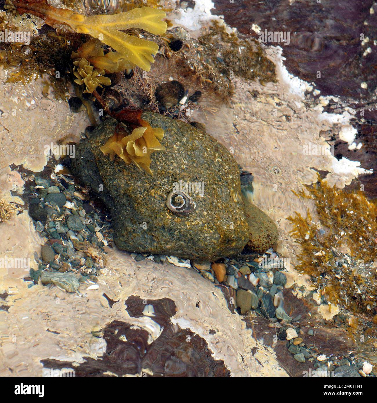 Fotografia a colori della roccia costiera l'immagine è un misto di piante marine e molluschi e geologia che mostrano motivi e texture rocciose. Foto Stock
