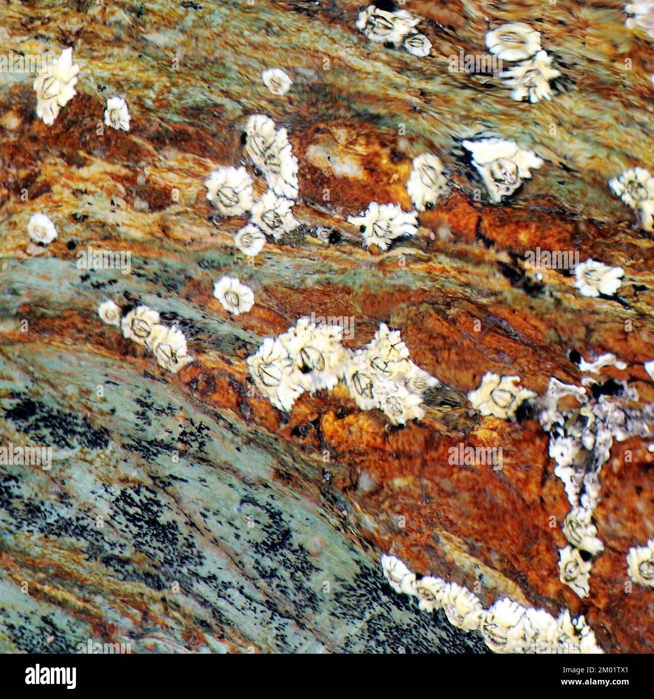 Abstract fotografia a colori della roccia costiere l immagine è un abstract di colore con un vicino impressionismo stile, contenente i modelli di roccia e texture. Foto Stock