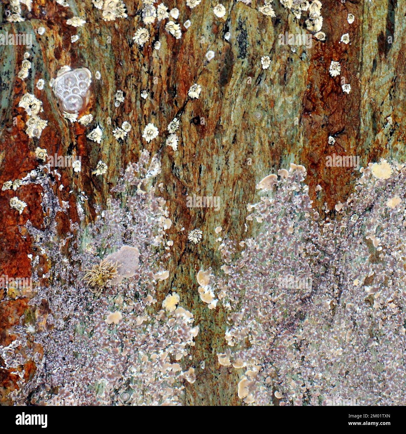 Abstract fotografia a colori della roccia costiere l immagine è un abstract di colore con un vicino impressionismo stile, contenente i modelli di roccia e texture. Foto Stock