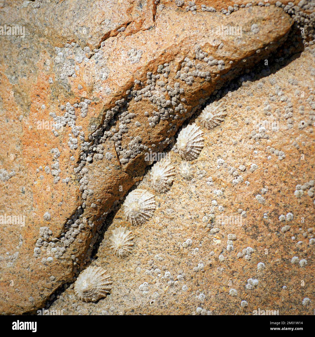 Abstract fotografia a colori della roccia costiere l immagine è un abstract di colore con un vicino impressionismo stile, contenente i modelli di roccia e texture. Foto Stock